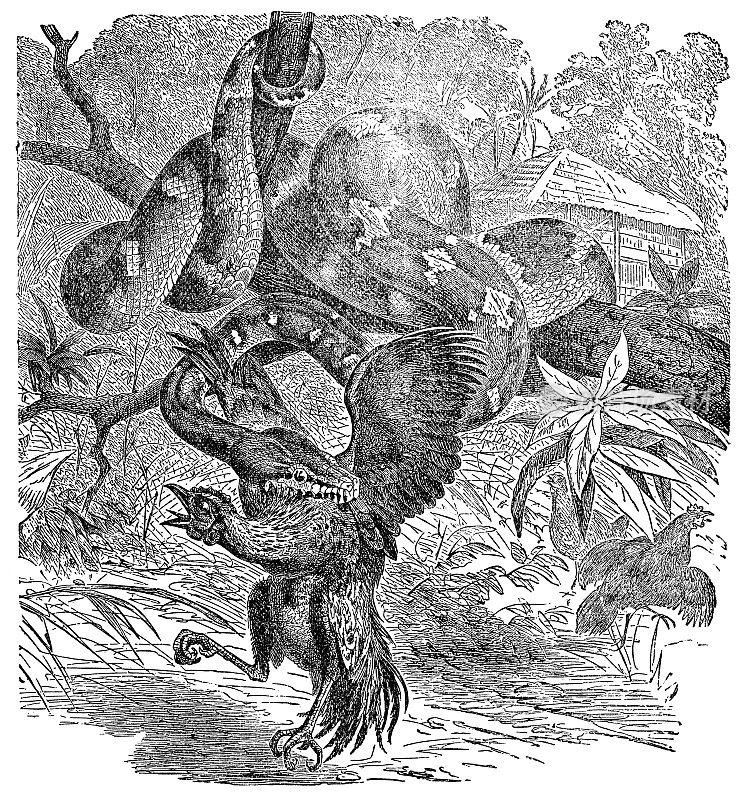翡翠树蟒蛇(Corallus Caninus)吃鸟- 19世纪